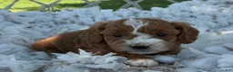 Cavapoo dogs for sale: Casper - Ad 4