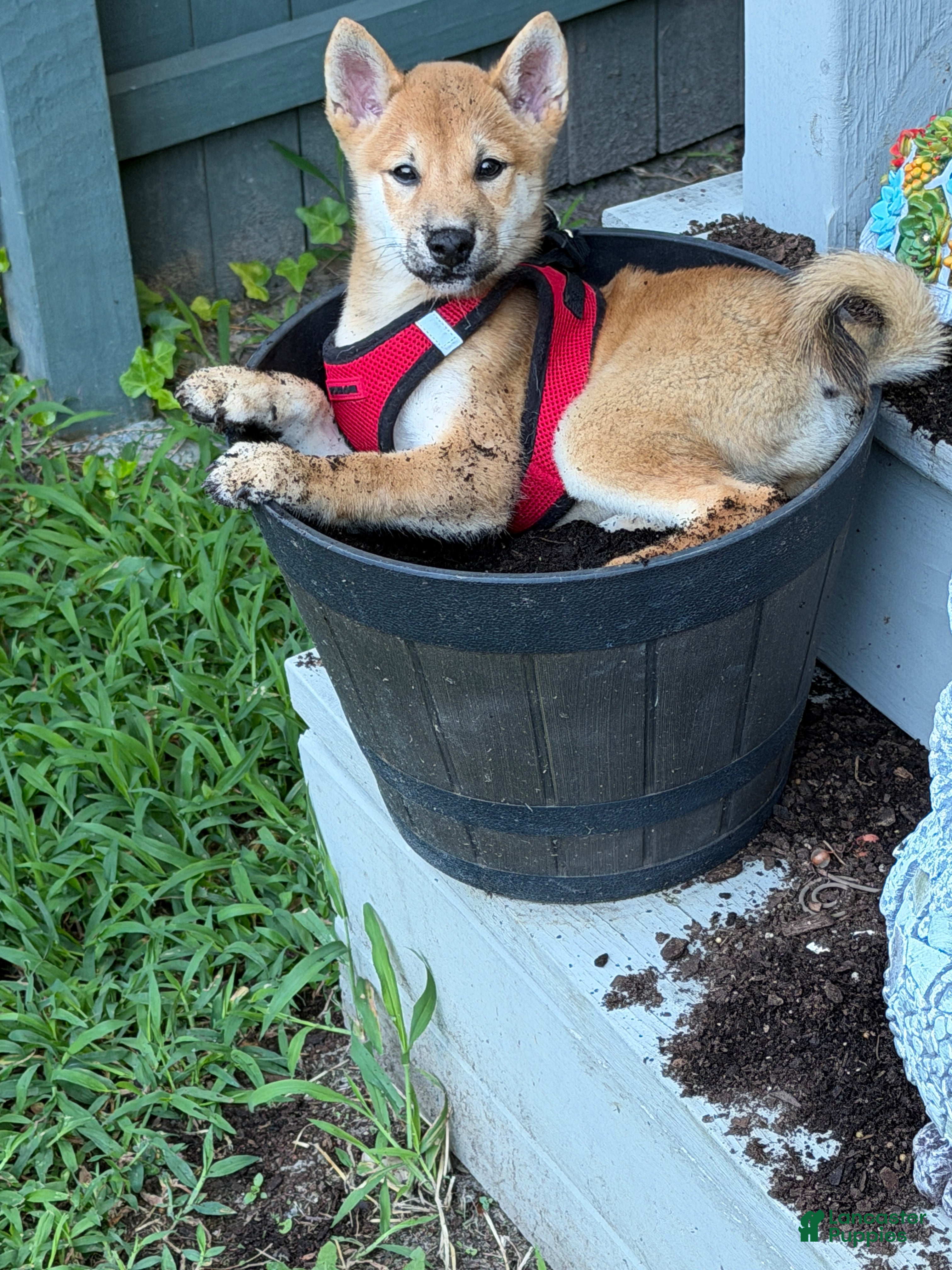 Shiba Inu dogs Rusty - Ad 1