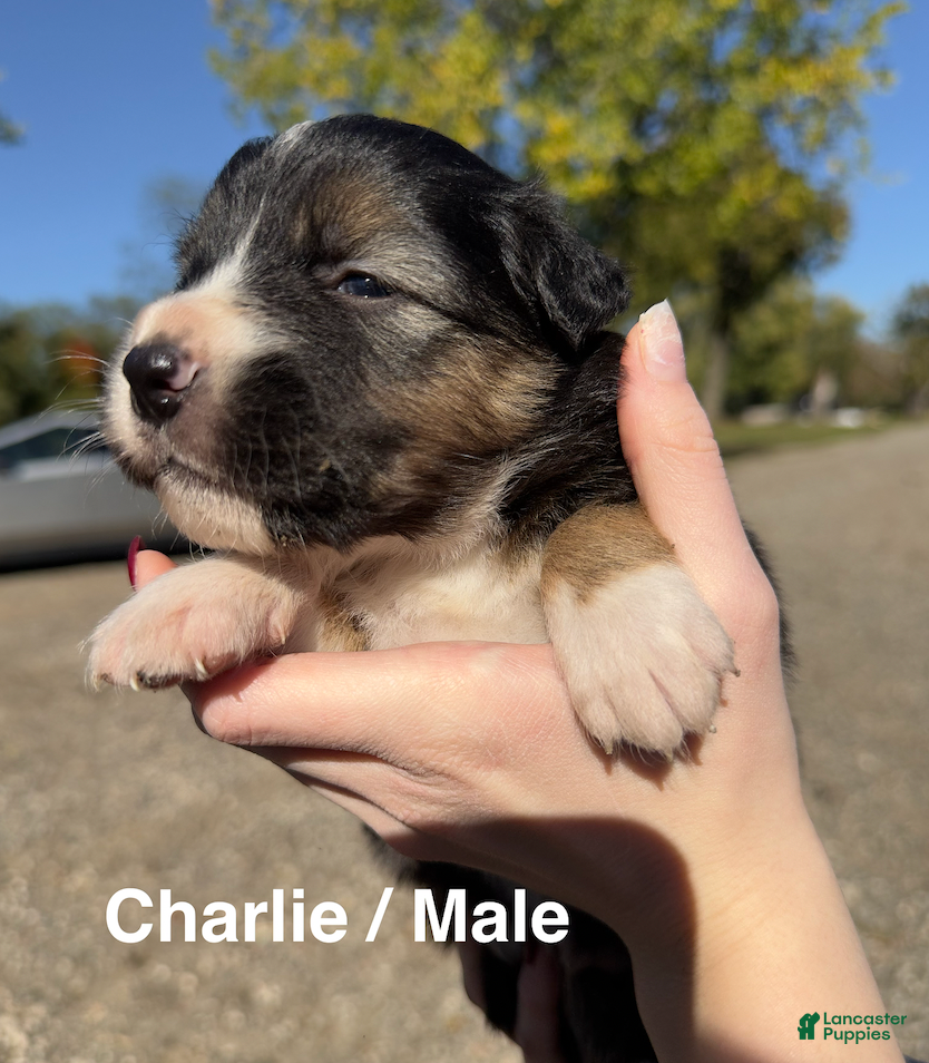 Australian Shepherd dogs for sale: Charlie - Ad 22