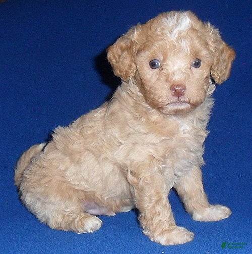 Shihpoo dogs Baxter - Ad 1