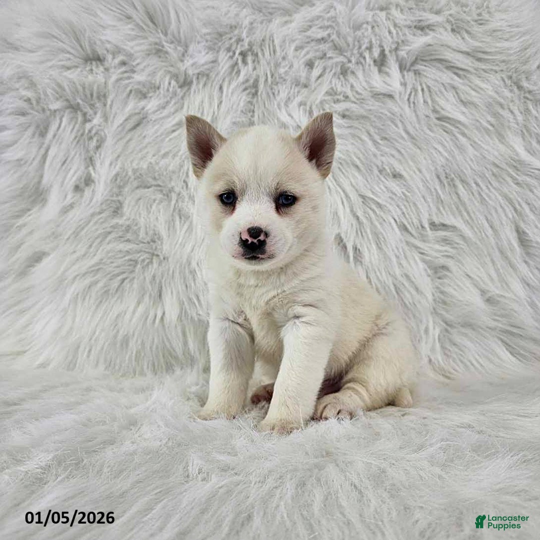 Pomsky dogs for sale: Ross - Ad 3