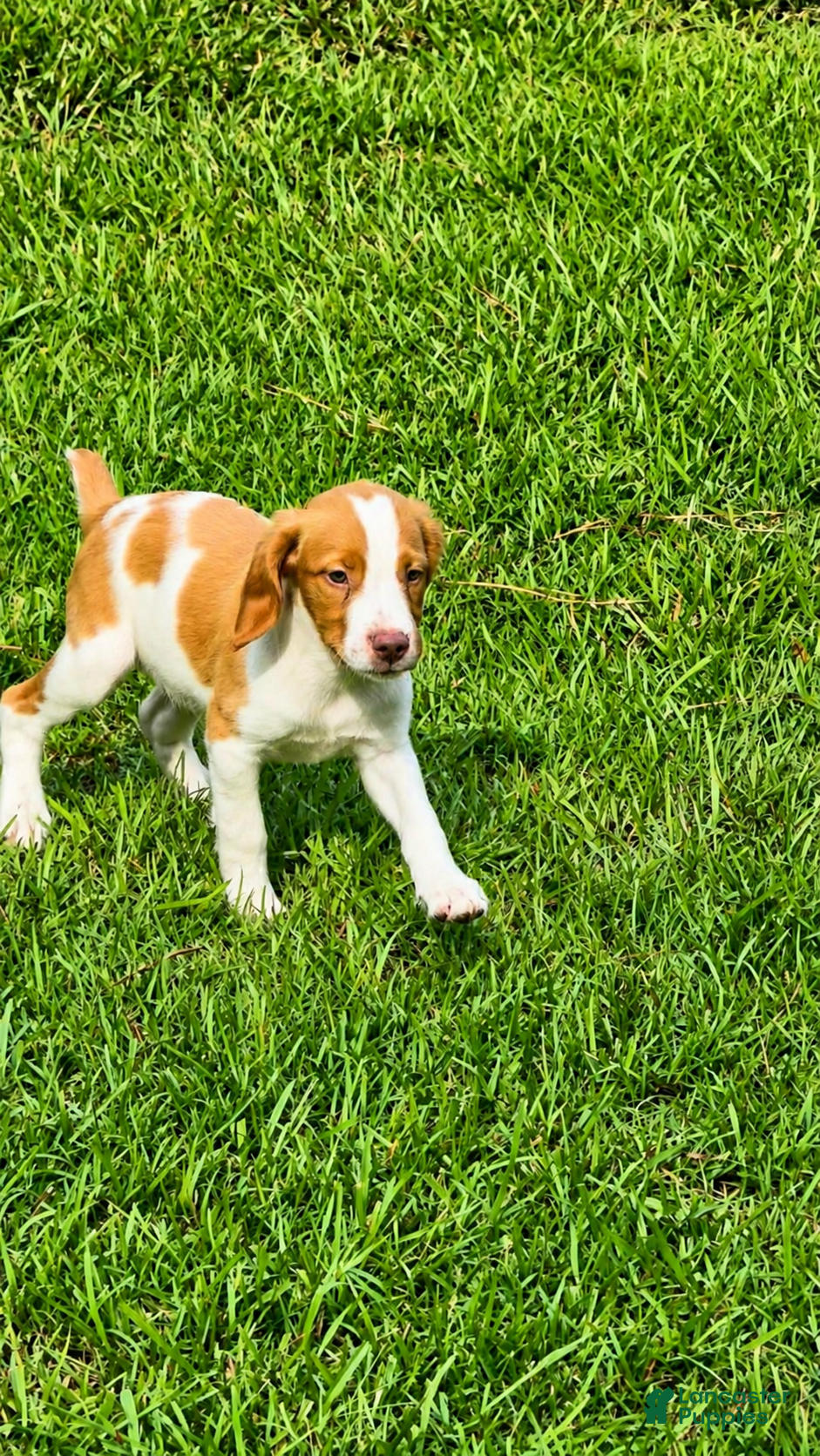 Brittany Spaniel dogs Teela - Ad 2