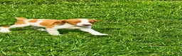 Brittany Spaniel dogs for sale: Teela - Ad 2