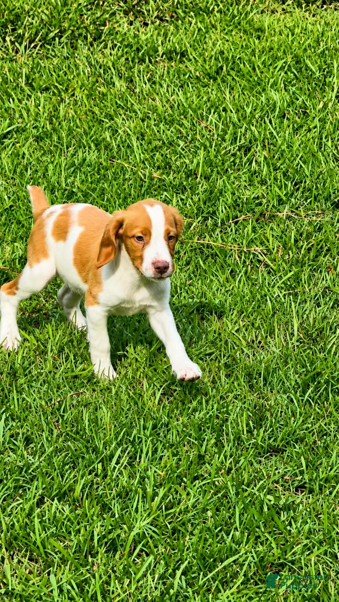 Brittany Spaniel dogs for sale: Teela - Ad 2