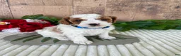 Mini Goldendoodle dogs for sale: Mr. Whistler - Ad 5
