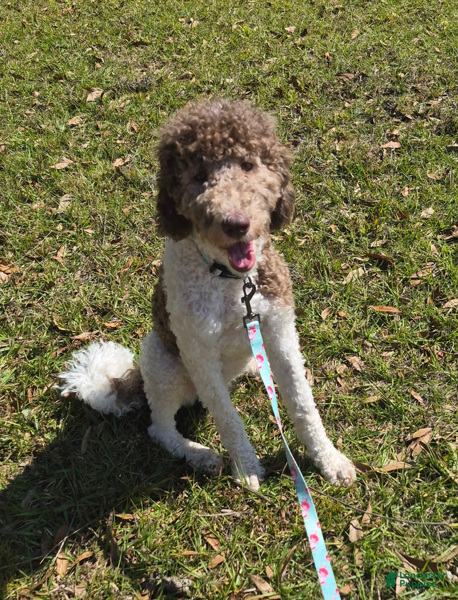 Labradoodle dogs Holly-CRATE & POTTY trained - Ad 1