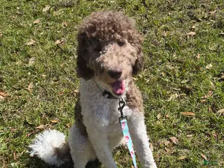 Labradoodle dogs Holly-CRATE & POTTY trained - Ad 13
