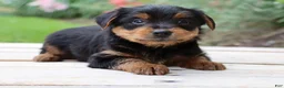 Yorkshire Terrier dogs for sale: Pepsi - Ad 3