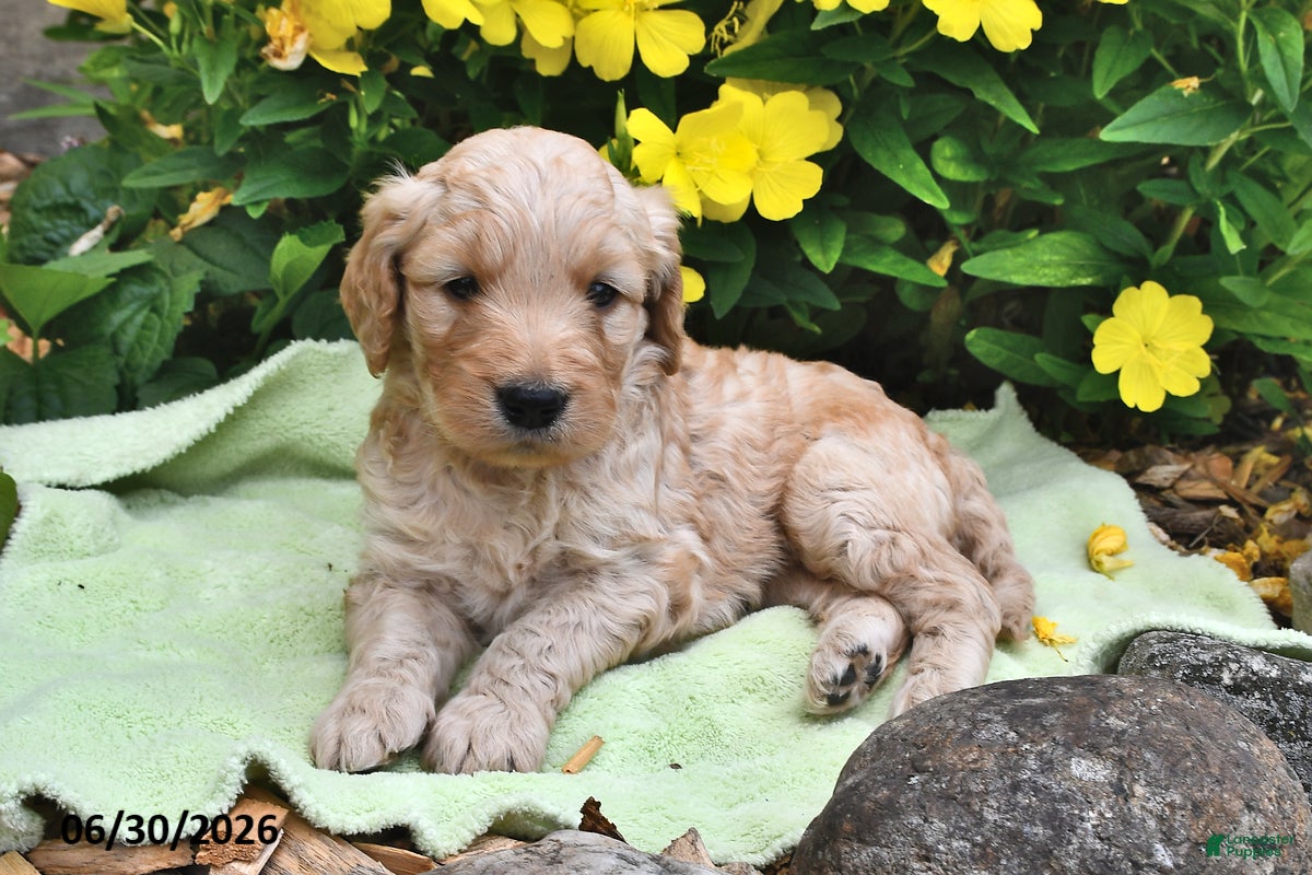 Goldendoodle dogs Snickers - Ad 1