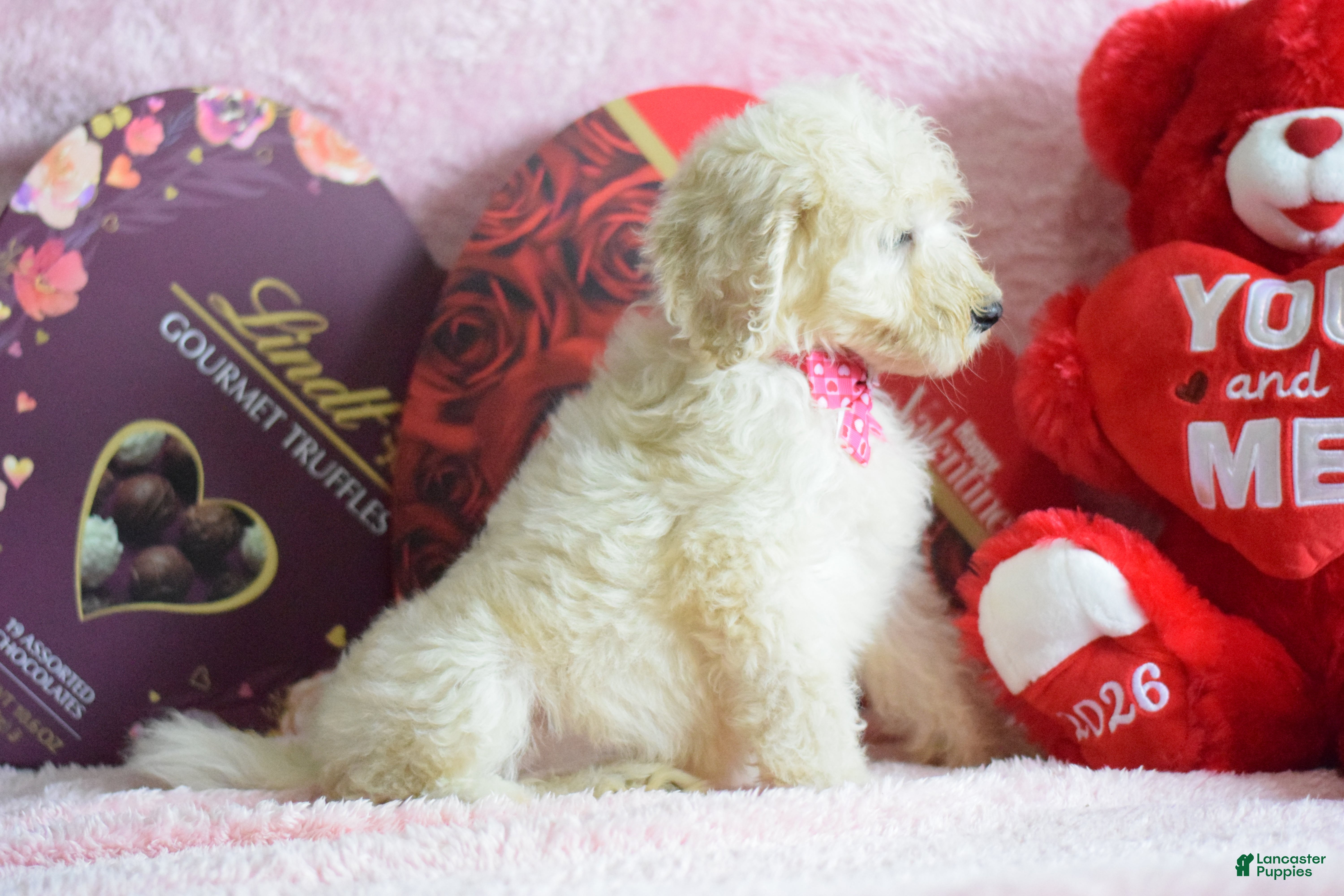 Goldendoodle dogs Goldendoodle Puppy 7 - Ad 2