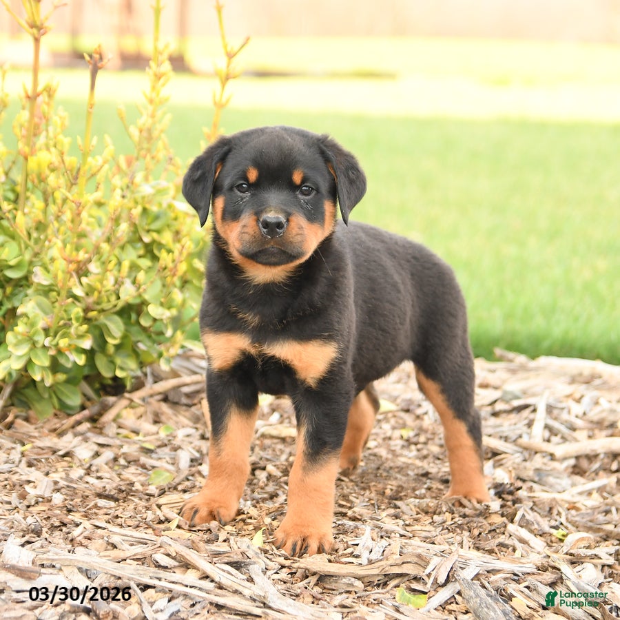 Rottweiler dogs Russell - Ad 1