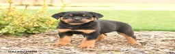 Rottweiler dogs for sale: Russell - Ad 1