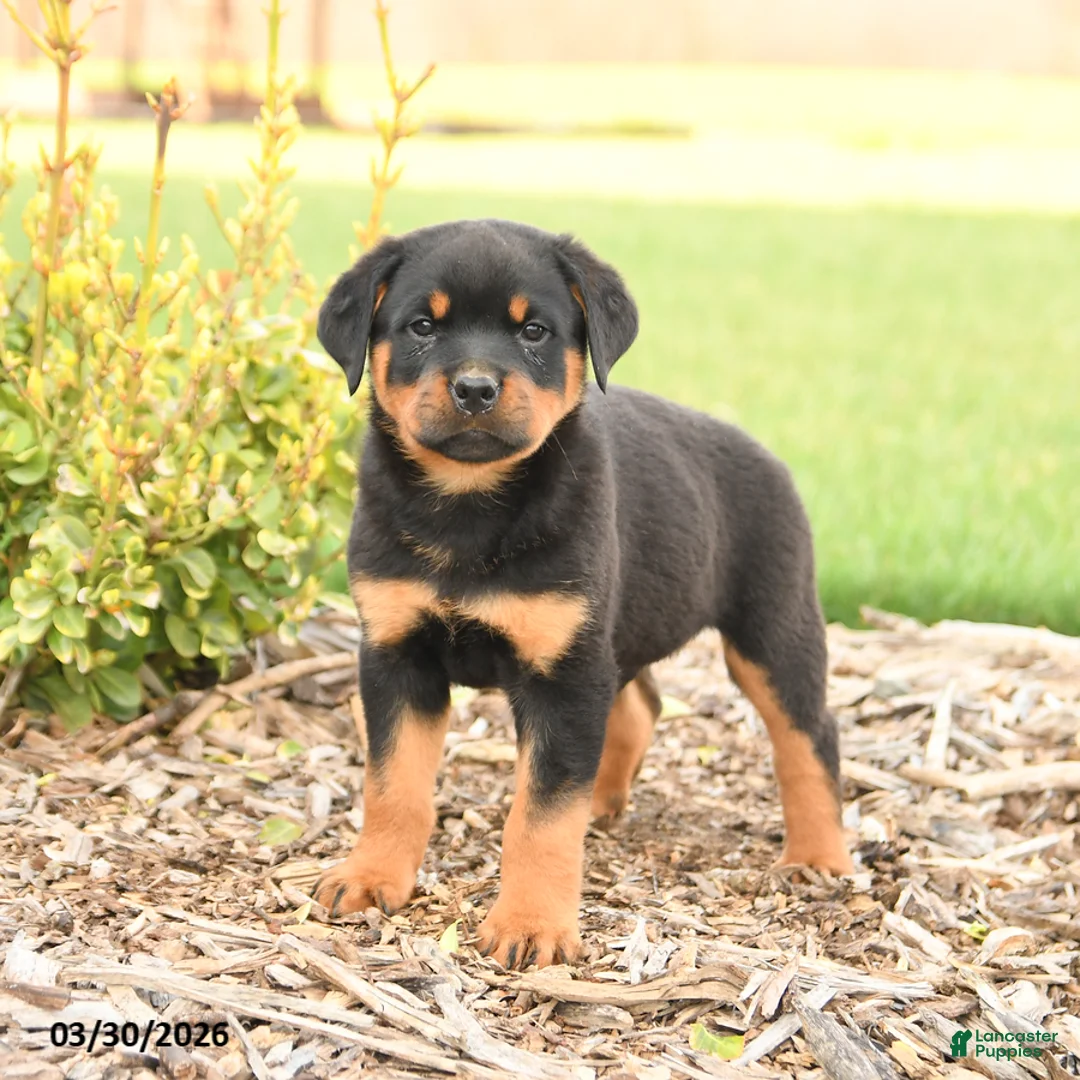 Rottweiler dogs for sale: Russell - Ad 1