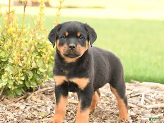 Rottweiler dogs for sale: Russell - Ad 3