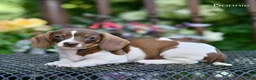 Miniature Dachshund dogs for sale: Bonnie - Ad 2