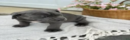 Cane Corso dogs for sale: Bruno - Ad 18