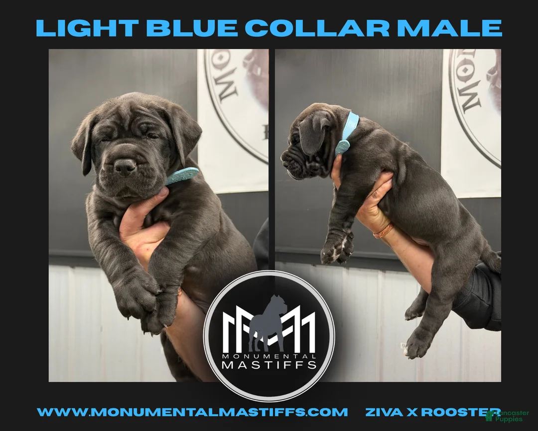 Mixed Breed dogs for sale: Light Blue Male - Ad 2