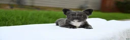 French Bulldog dogs for sale: French Bulldog 2 - Ad 4