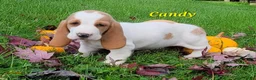 Basset Hound dogs for sale: Candy - Ad 1