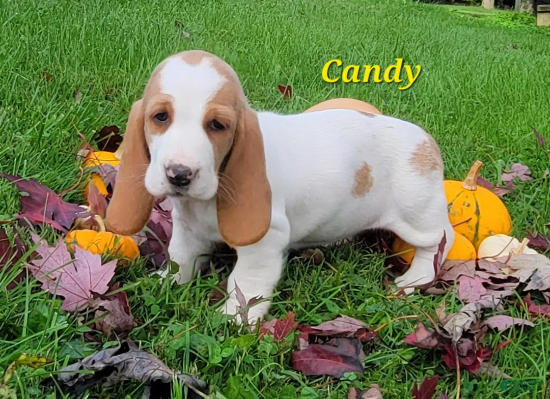 Basset Hound dogs for sale: Candy - Ad 1