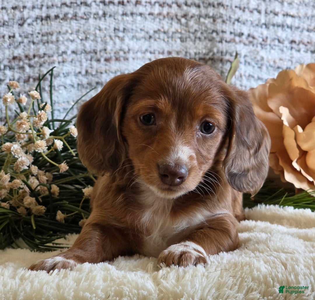 Miniature Dachshund dogs for sale: Sophie - Ad 4