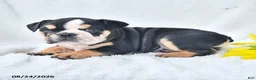 Olde English Bulldogge dogs for sale: Dora - Ad 3