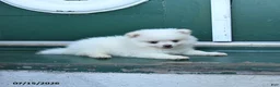 Pomeranian dogs for sale: Duke - Ad 3