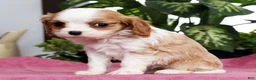Cavalier King Charles Spaniel dogs for sale: Talia - Ad 3