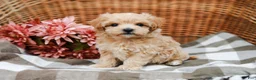 Maltipoo dogs for sale: Dominic - Ad 2