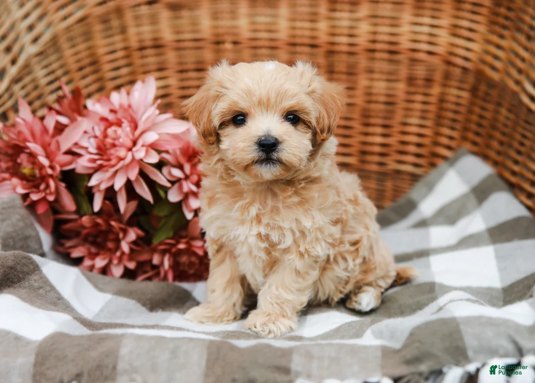 Maltipoo dogs for sale: Dominic - Ad 2