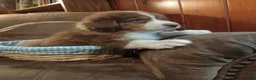 Australian Shepherd dogs for sale: Buddy  - Ad 2