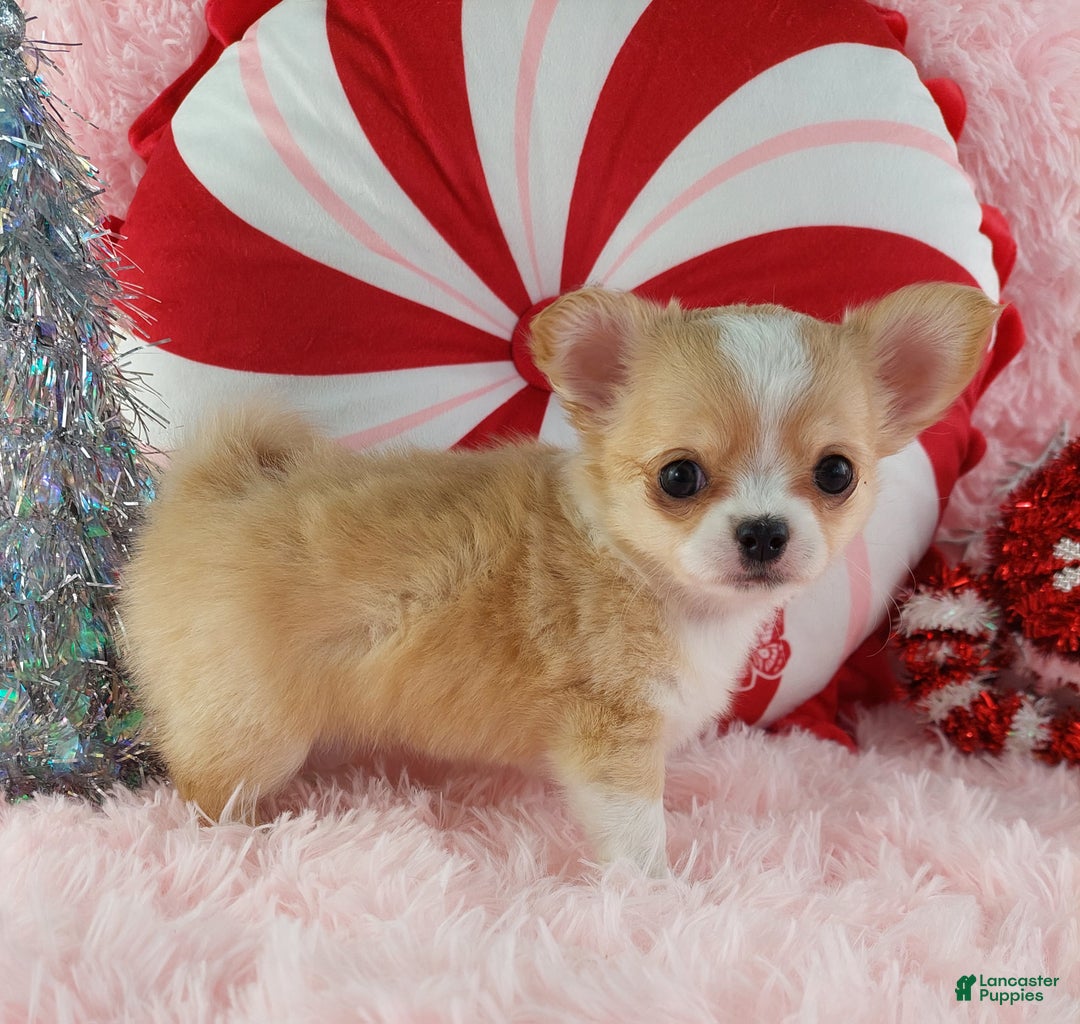 Chihuahua dogs for sale: Milly - Ad 4