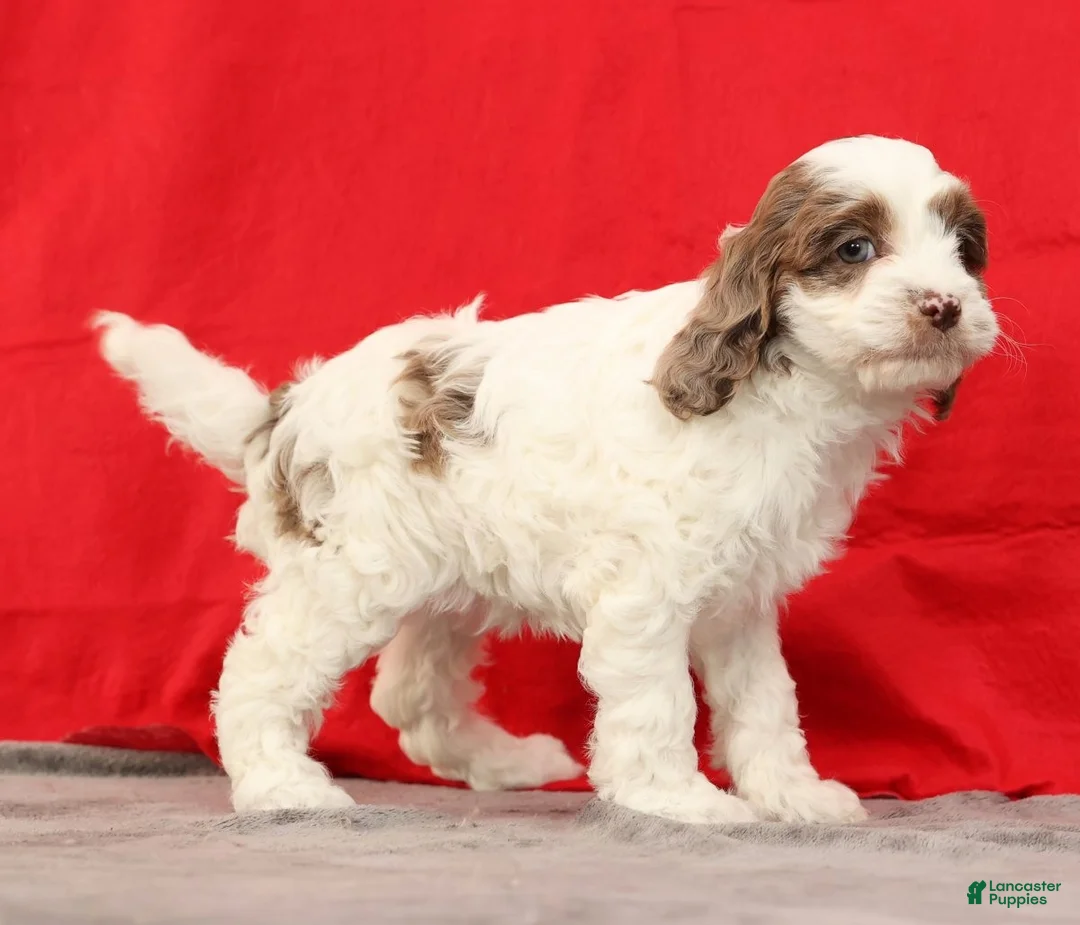 Cavapoo dogs for sale: Serena - Ad 5