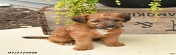 Jackapoo dogs for sale: Jill - Ad 4