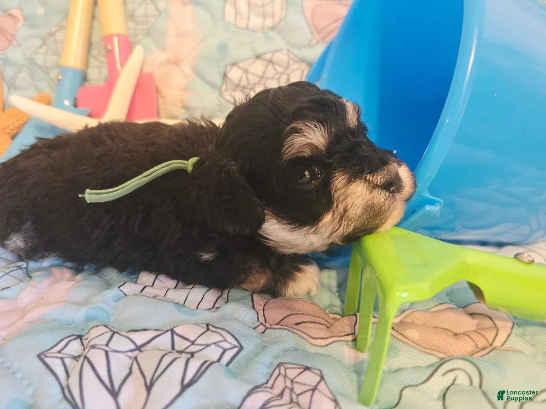 Toy Poodle dogs for sale: Bubba - Ad 2