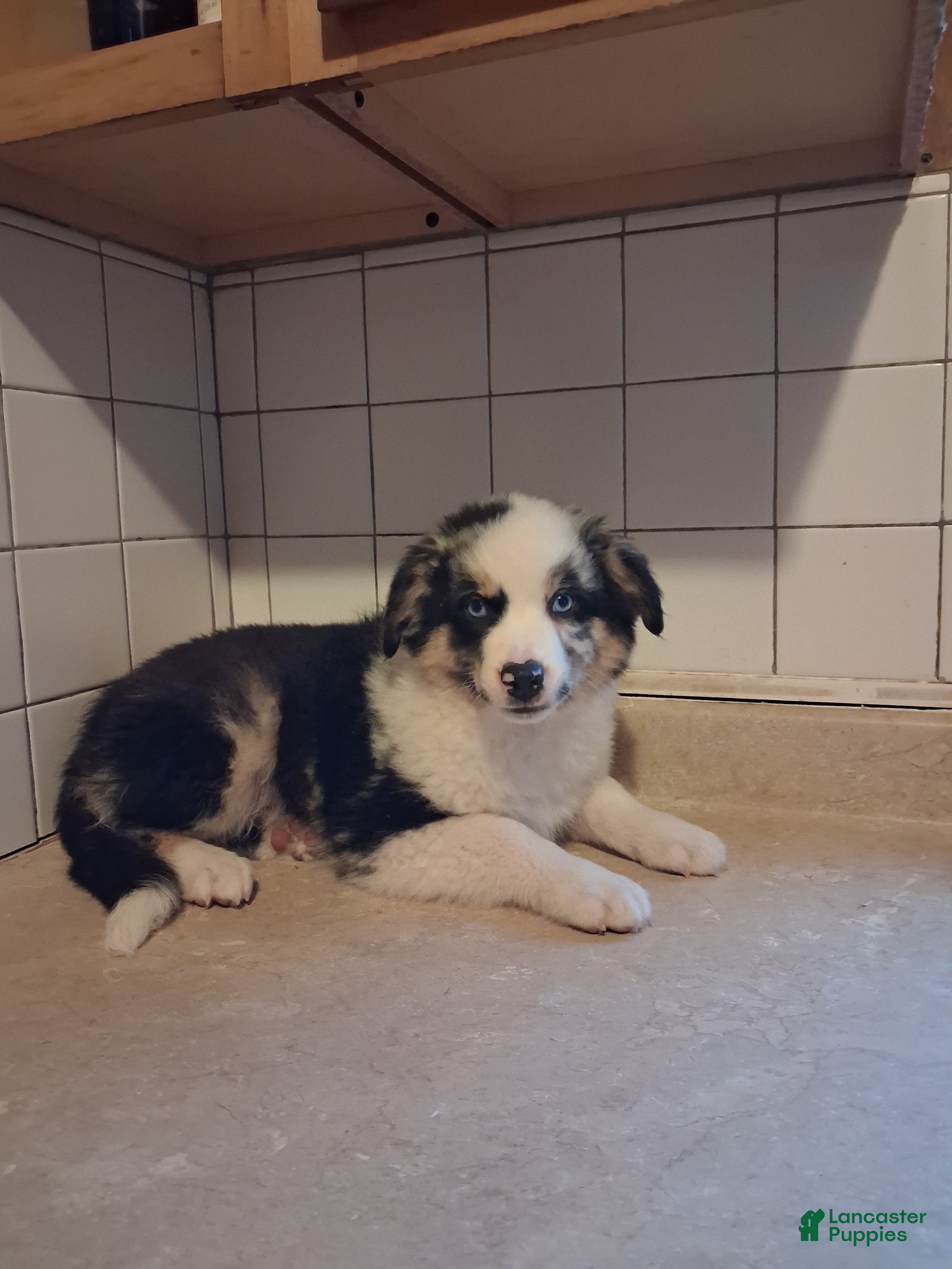 Miniature Australian Shepherd dogs Jake - Ad 1