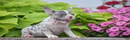 French Bulldog dogs for sale: Laura - Blue Eyed Merle!! - Ad 5