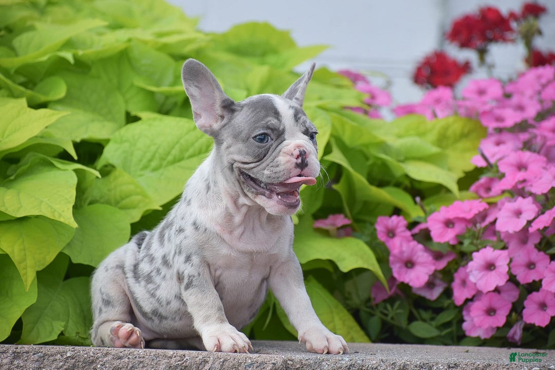 French Bulldog dogs for sale: Laura - Blue Eyed Merle!! - Ad 5