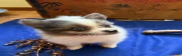 Pomeranian dogs for sale: Pomeranian 2 kendall - Ad 3