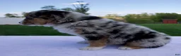 Australian Shepherd dogs for sale: Prince - Ad 6