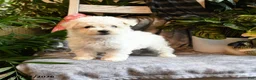 Bichon Frise dogs for sale: Apricot - Ad 4