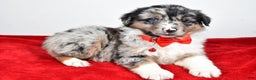 Miniature Australian Shepherd dogs for sale: Wiggles - Ad 13