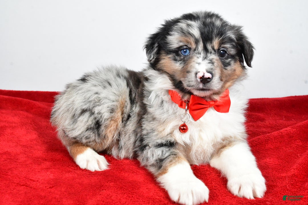 Miniature Australian Shepherd dogs for sale: Wiggles - Ad 13