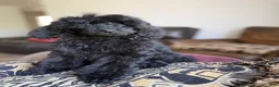 Standard Poodle dogs for sale: Raven - Ad 7