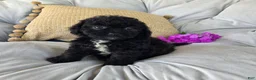Shihpoo dogs for sale: Lucy - Ad 6
