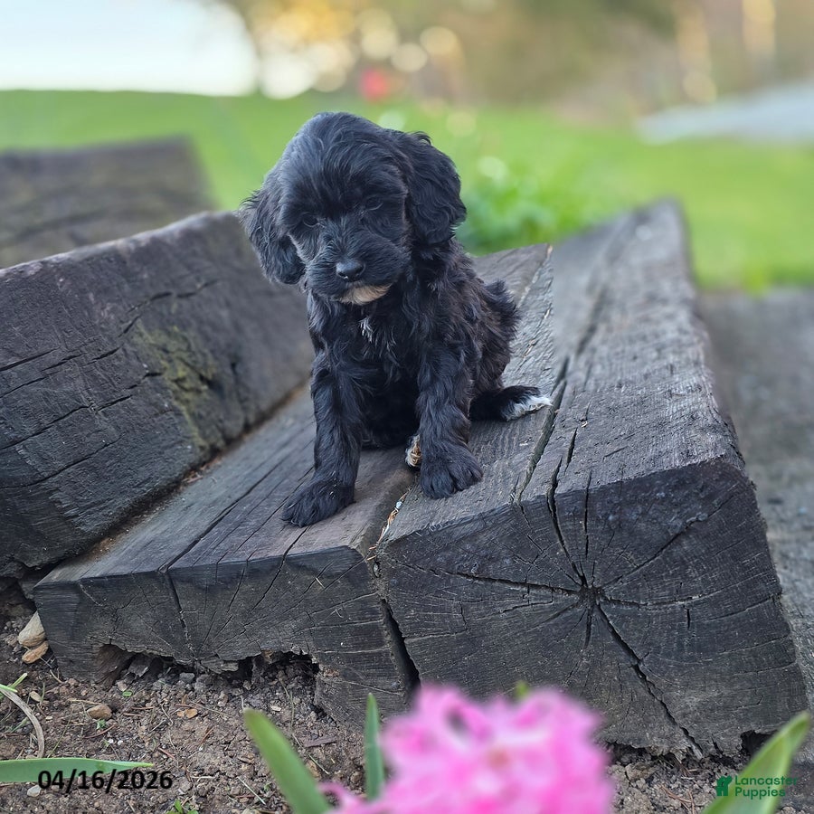 Mini Bernedoodle dogs Sari - Ad 2