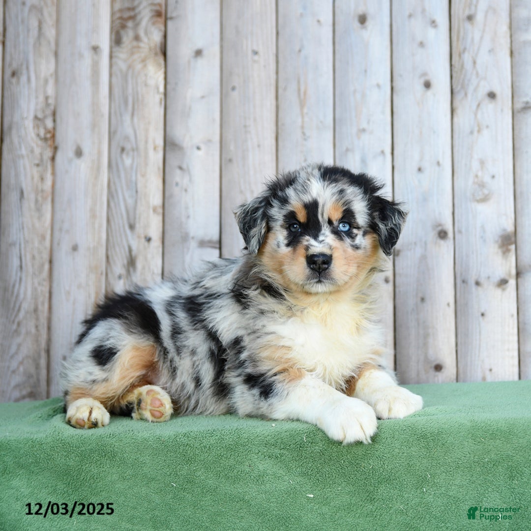 Australian Shepherd dogs for sale: Dustin - Ad 3