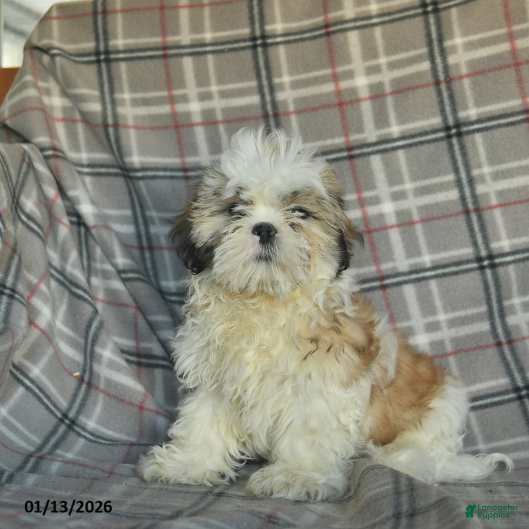 Shihpoo dogs for sale: Marty - Ad 3