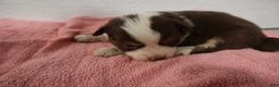 Miniature Australian Shepherd dogs for sale: Miniature Australian Shepherd Puppy 4 - Ad 2