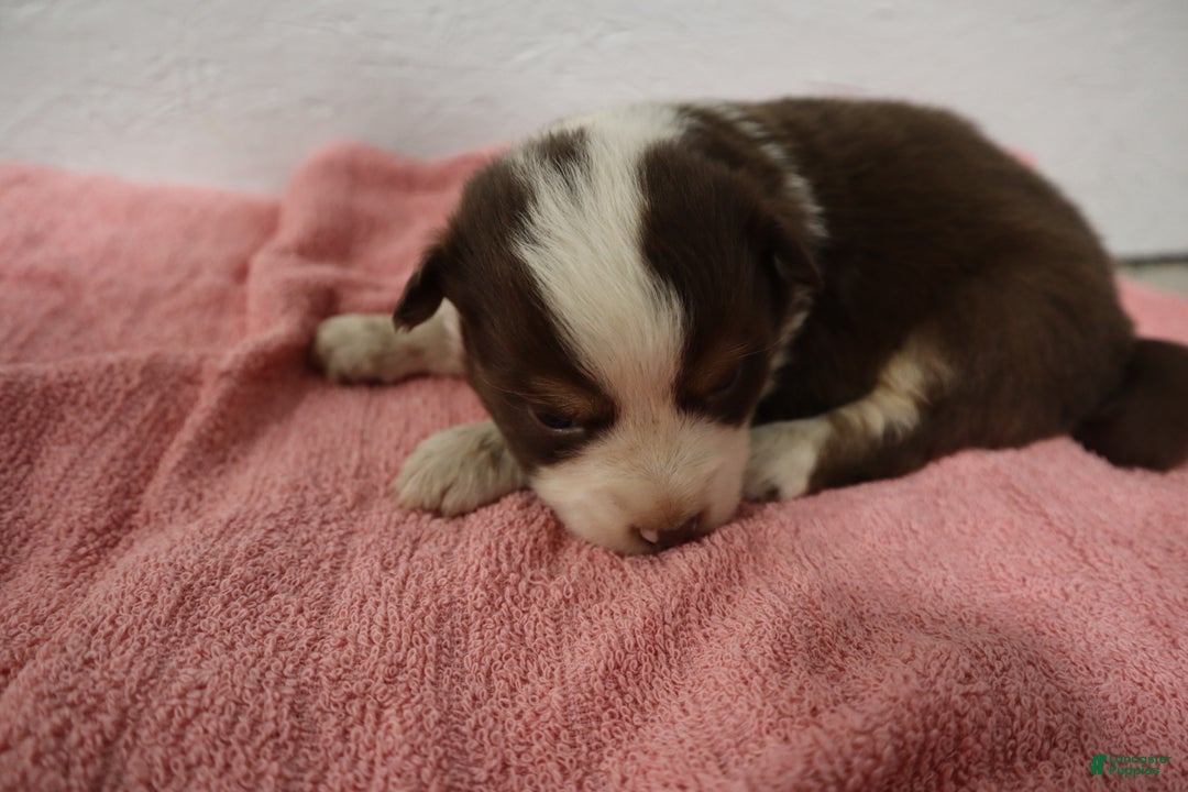 Miniature Australian Shepherd dogs for sale: Miniature Australian Shepherd Puppy 4 - Ad 2